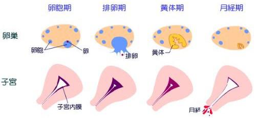 子宫内膜厚度多少正常?您知道吗?